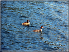 foto Lago di Caldonazzo